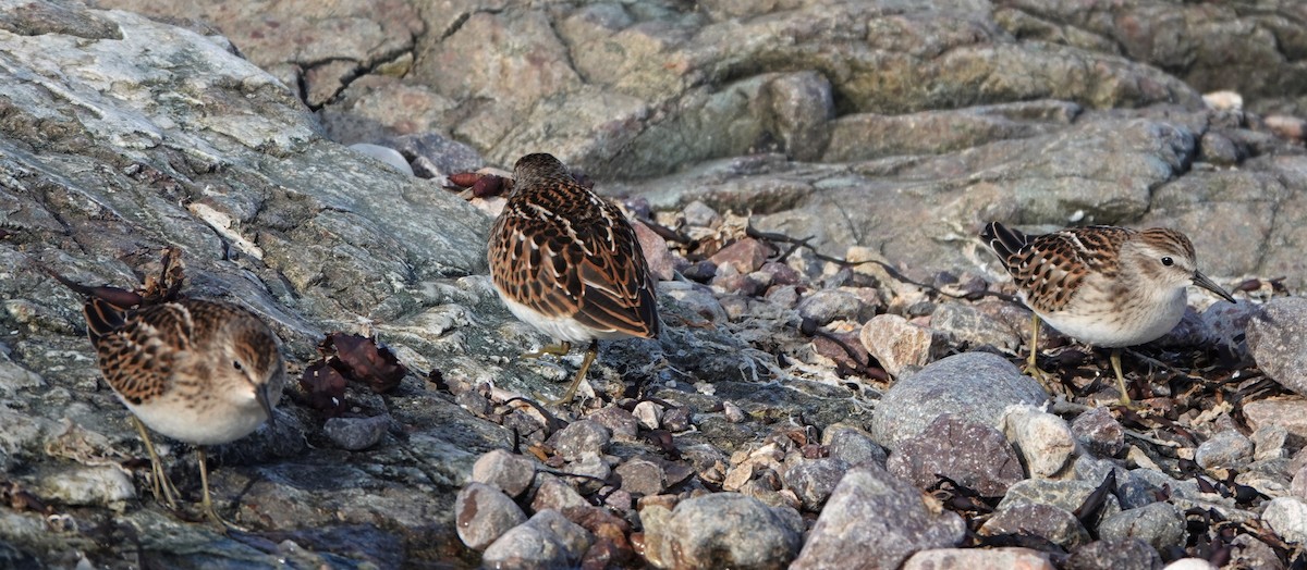 Least Sandpiper - ML473710341