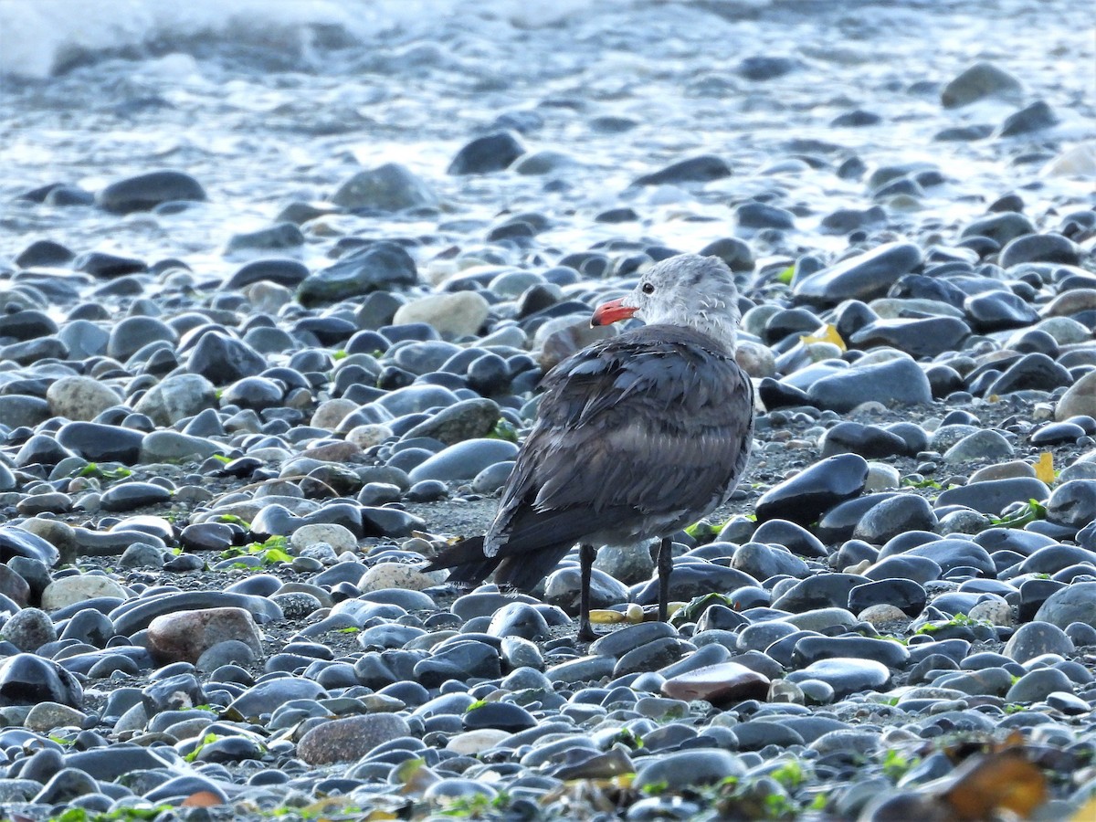 Heermann's Gull - ML473711491
