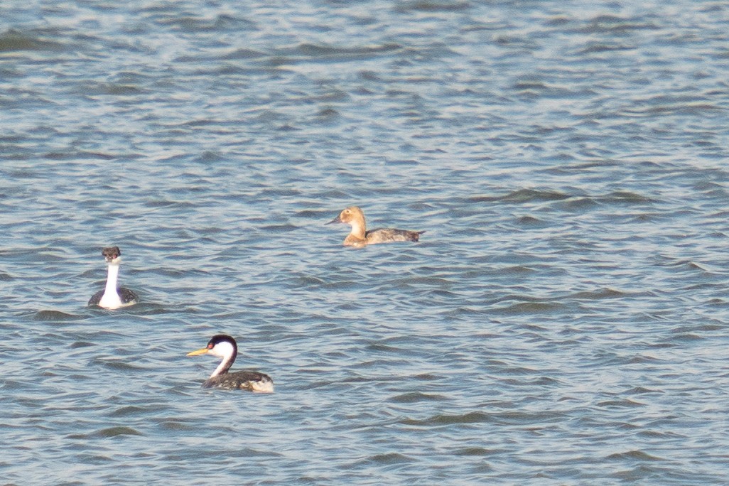 Canvasback - ML473711821