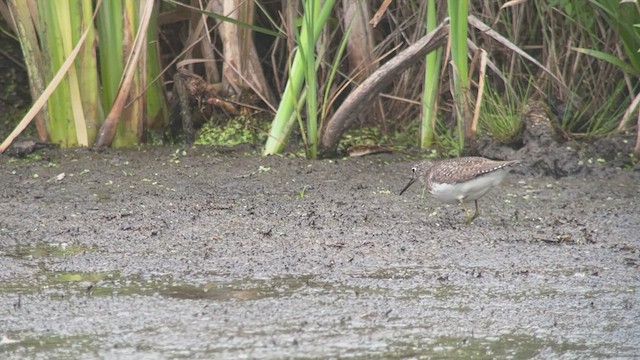 Solitary Sandpiper - ML473711881