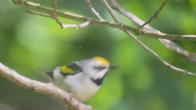 Golden-winged Warbler - ML473712191