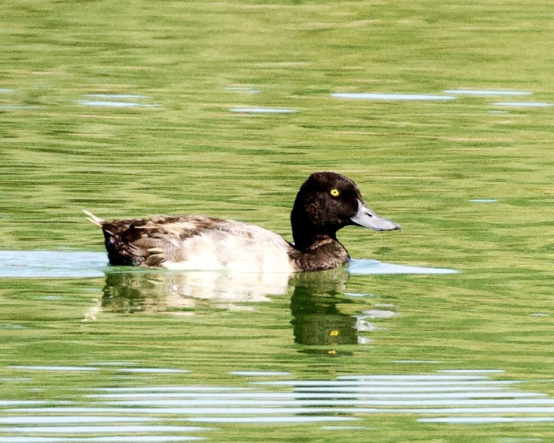 Lesser Scaup - ML473712471