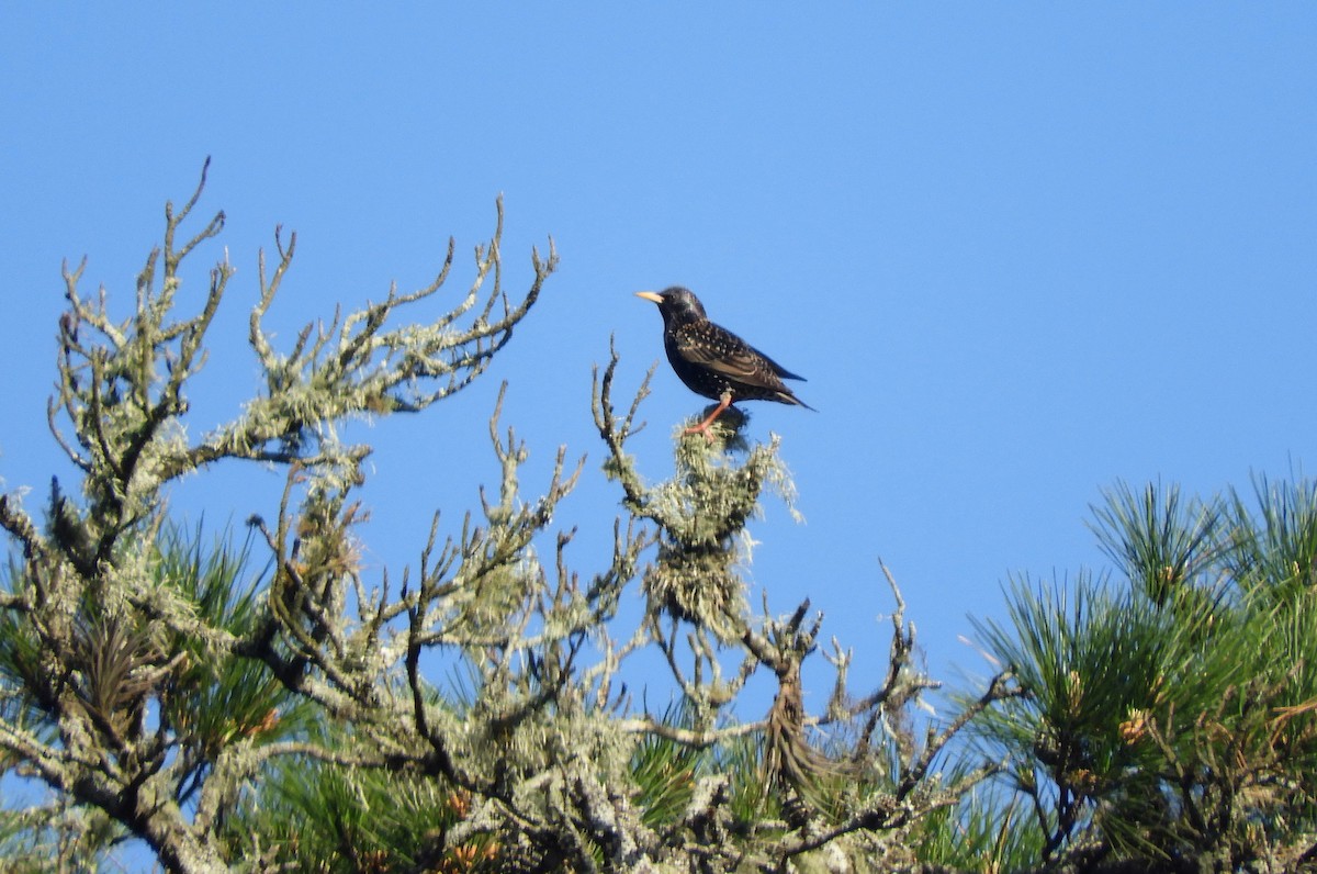 European Starling - ML473712691