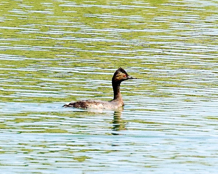 Eared Grebe - ML473712701