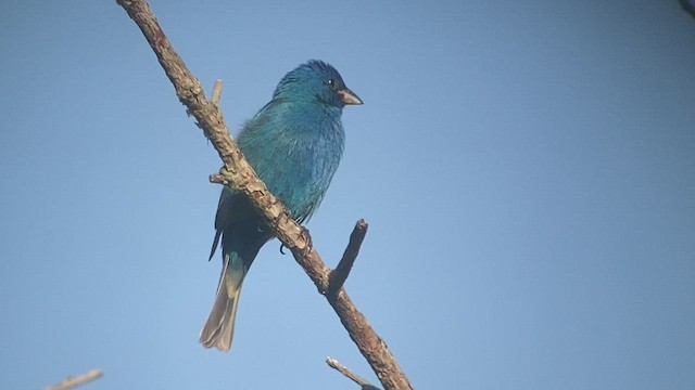 Indigo Bunting - ML473712821