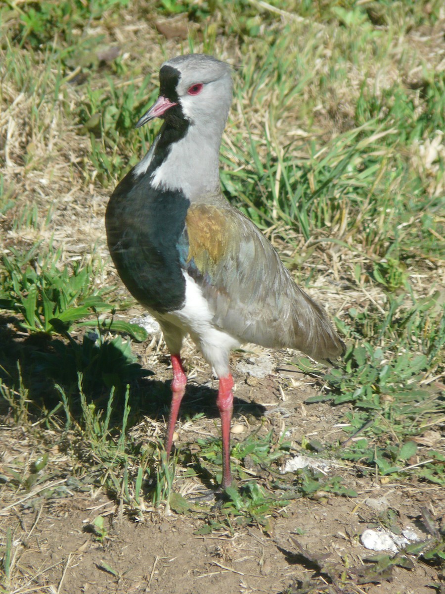 Southern Lapwing - Paul Bartlett