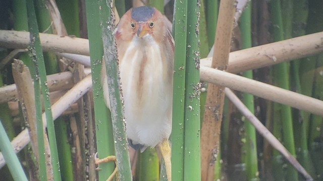 Least Bittern - ML473713031