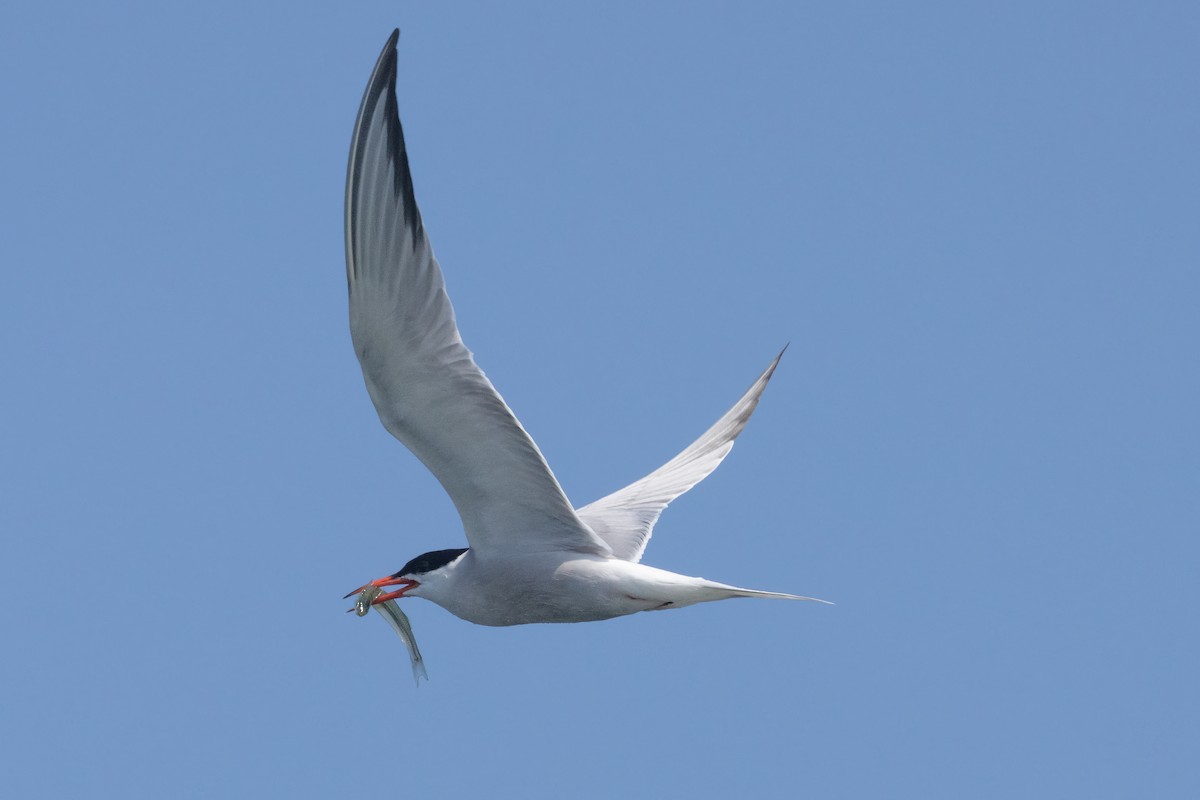 Common Tern - ML473713641