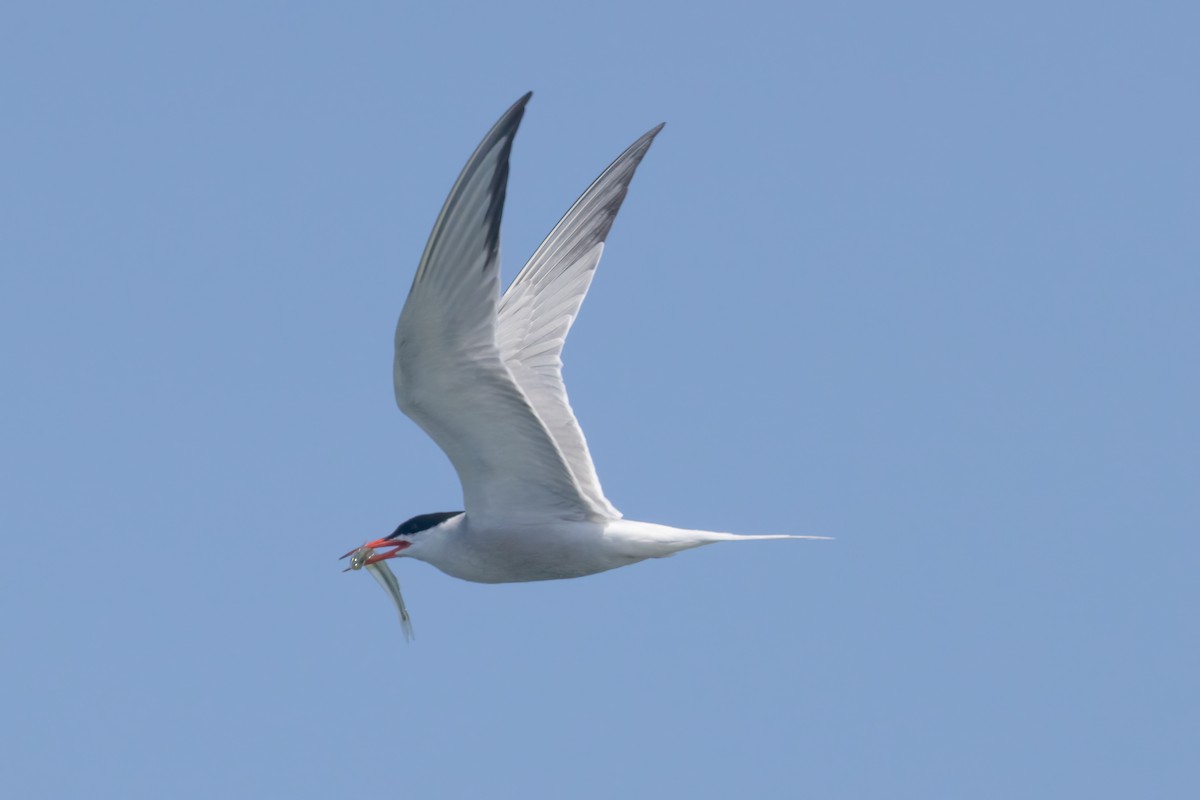 Common Tern - ML473713681