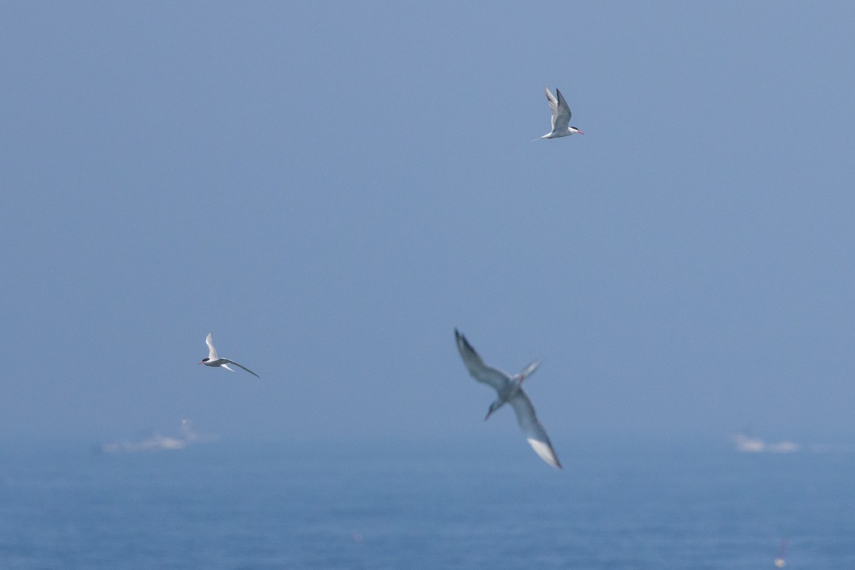 Common Tern - ML473713691