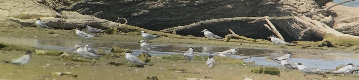 Least Tern - ML473714221