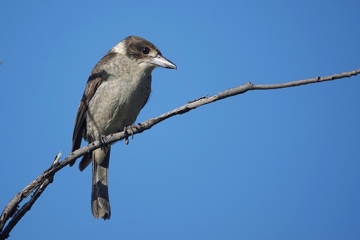 Gray Butcherbird - Emily Jenkins