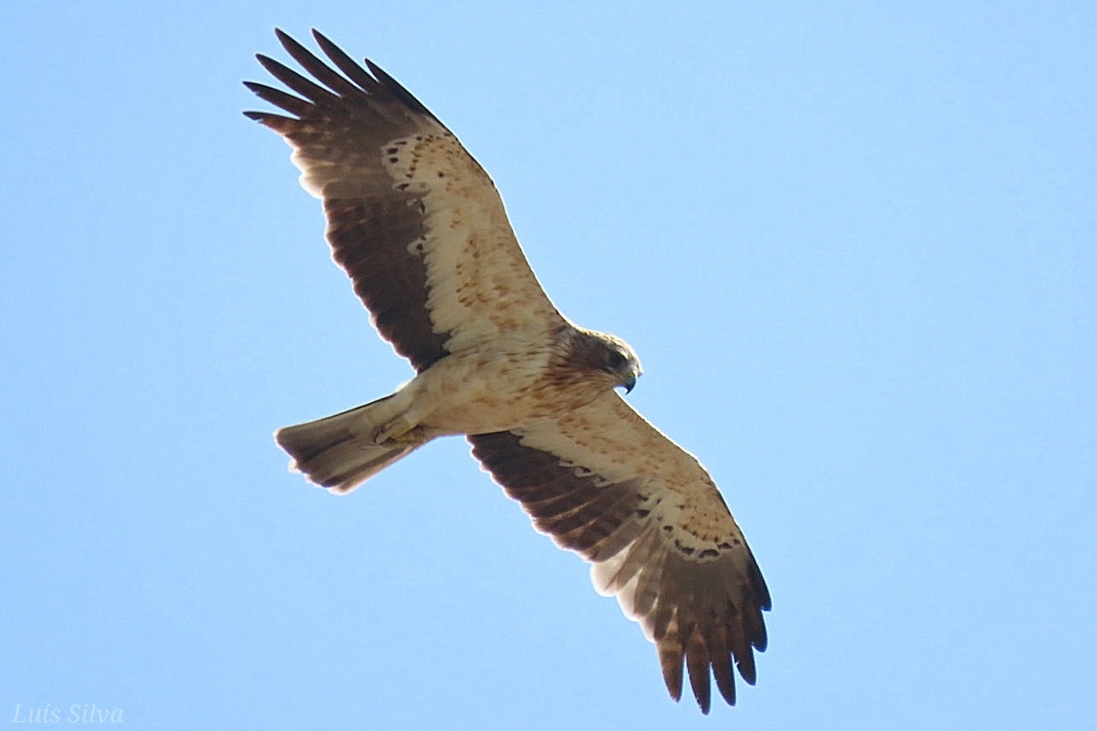 Бахим бүргэд - ML473715081