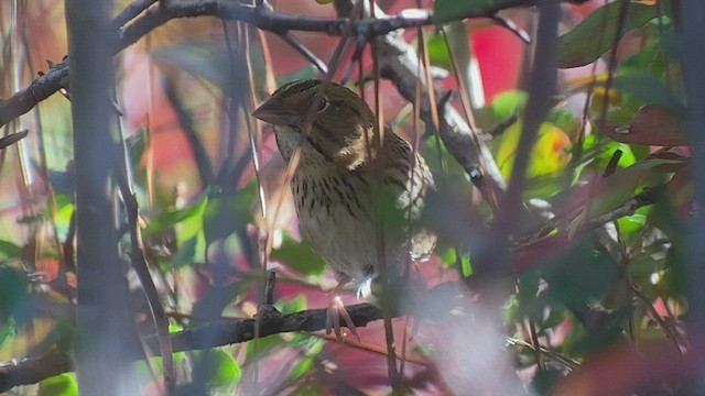 Henslow's Sparrow - ML473715511