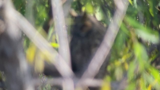 Long-eared Owl - ML473715641