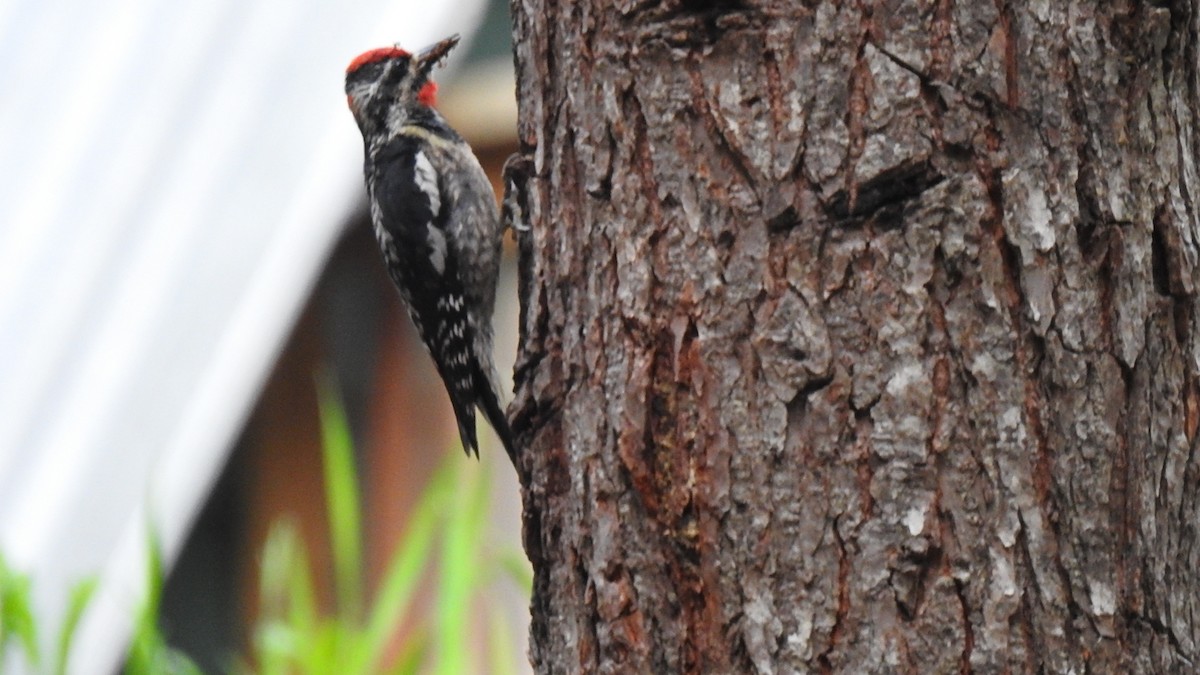 Red-naped Sapsucker - ML473715951