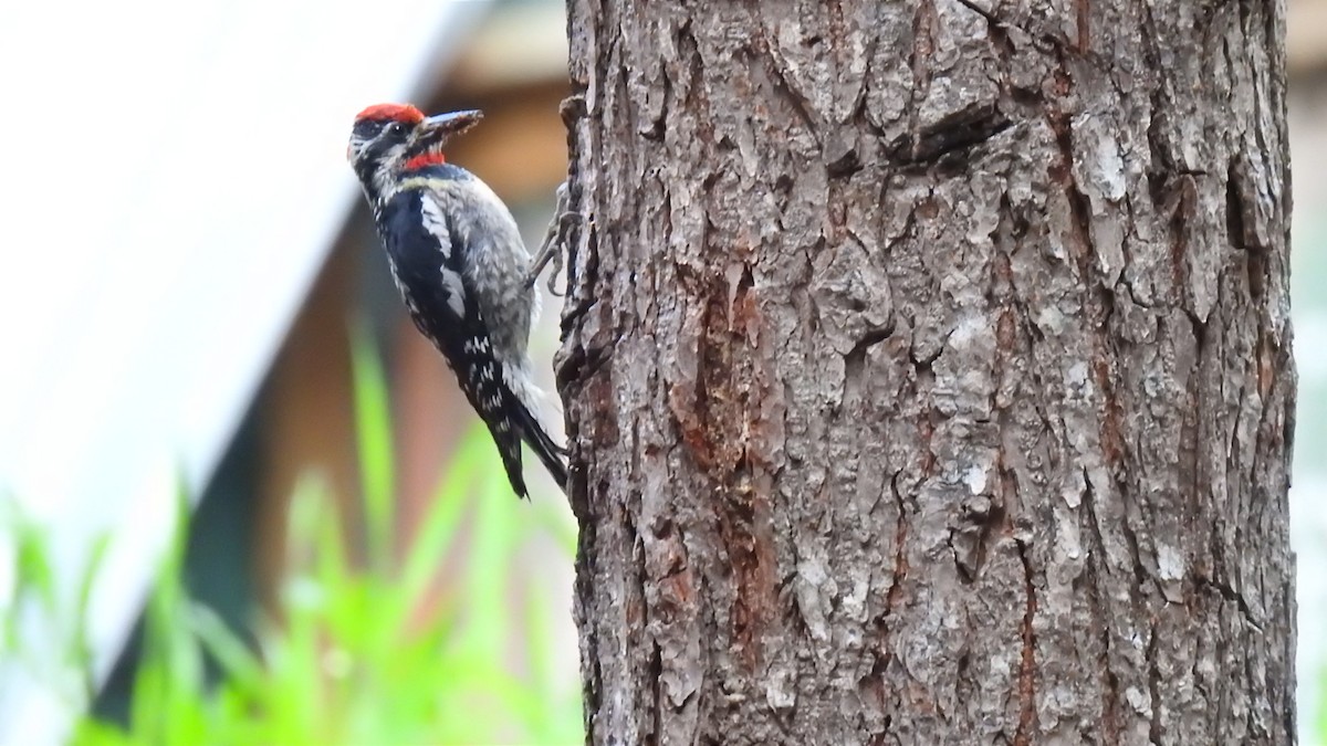 Red-naped Sapsucker - ML473715971