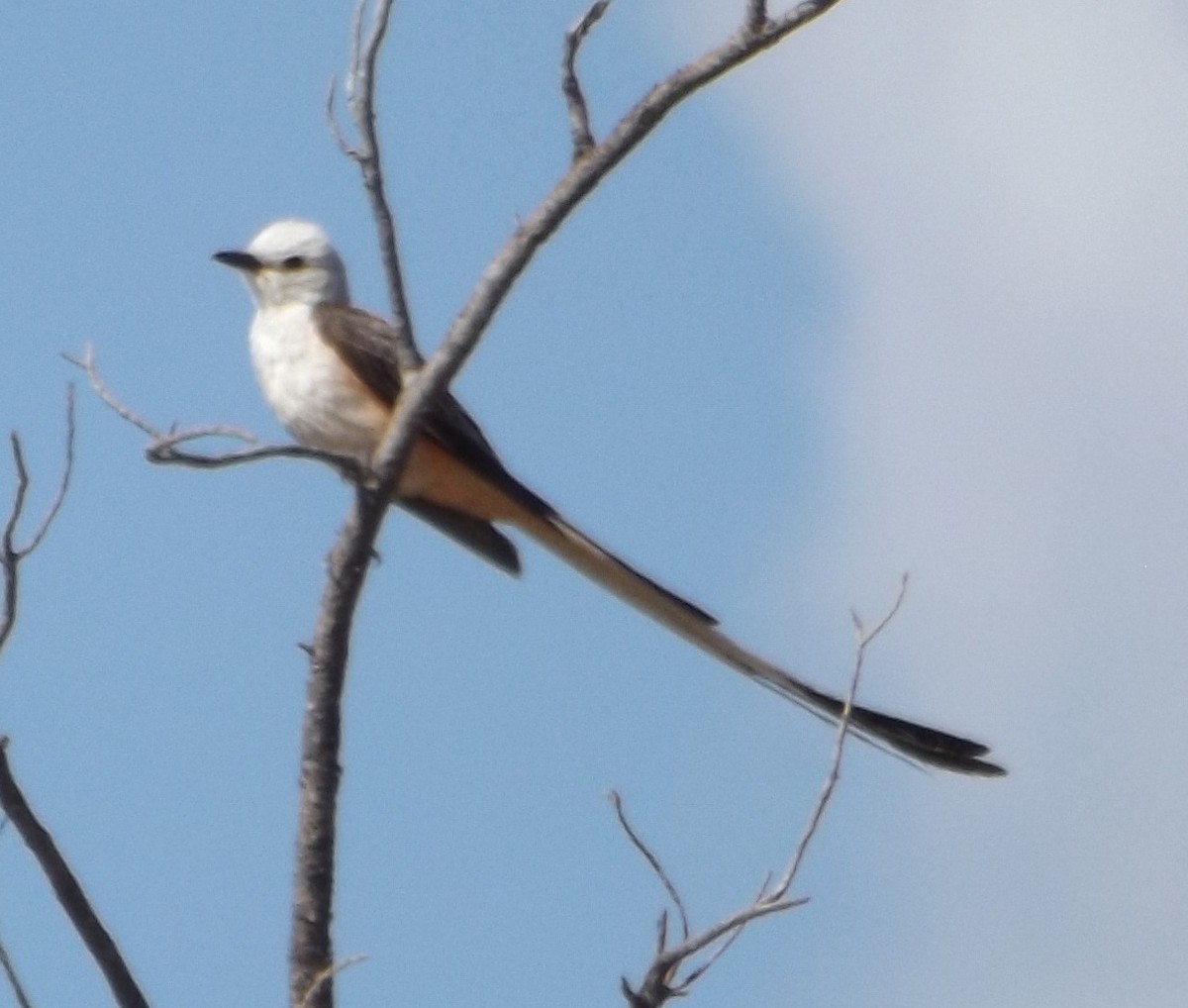 Scissor-tailed Flycatcher - ML47371641