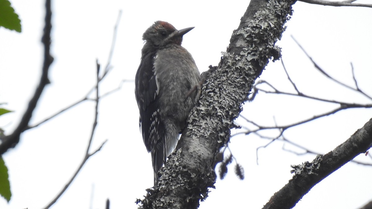 Red-breasted Sapsucker - ML473717681