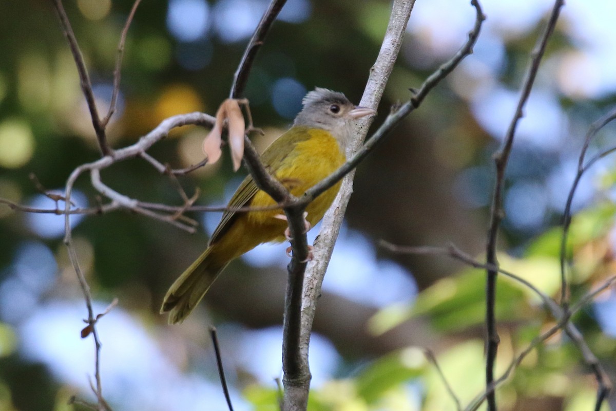 Gray-headed Tanager (Gray-headed) - ML473718661