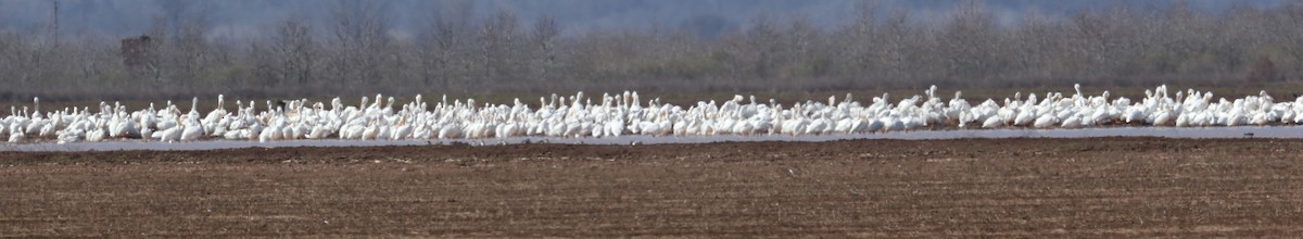 American White Pelican - ML47371911