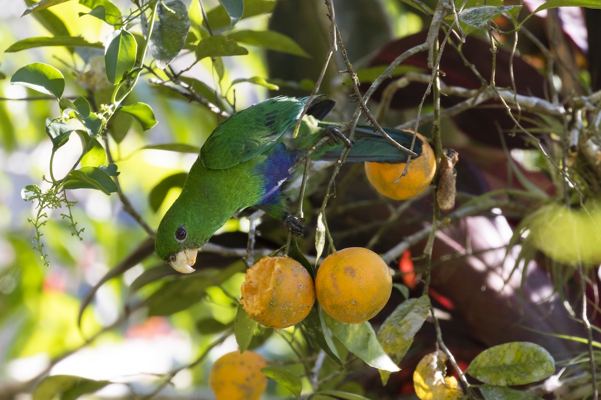 Blue-bellied Parrot - ML473719431