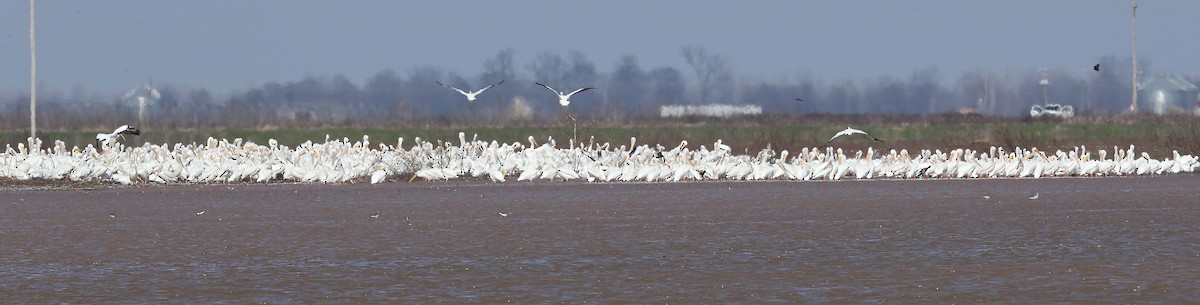 American White Pelican - ML47371951