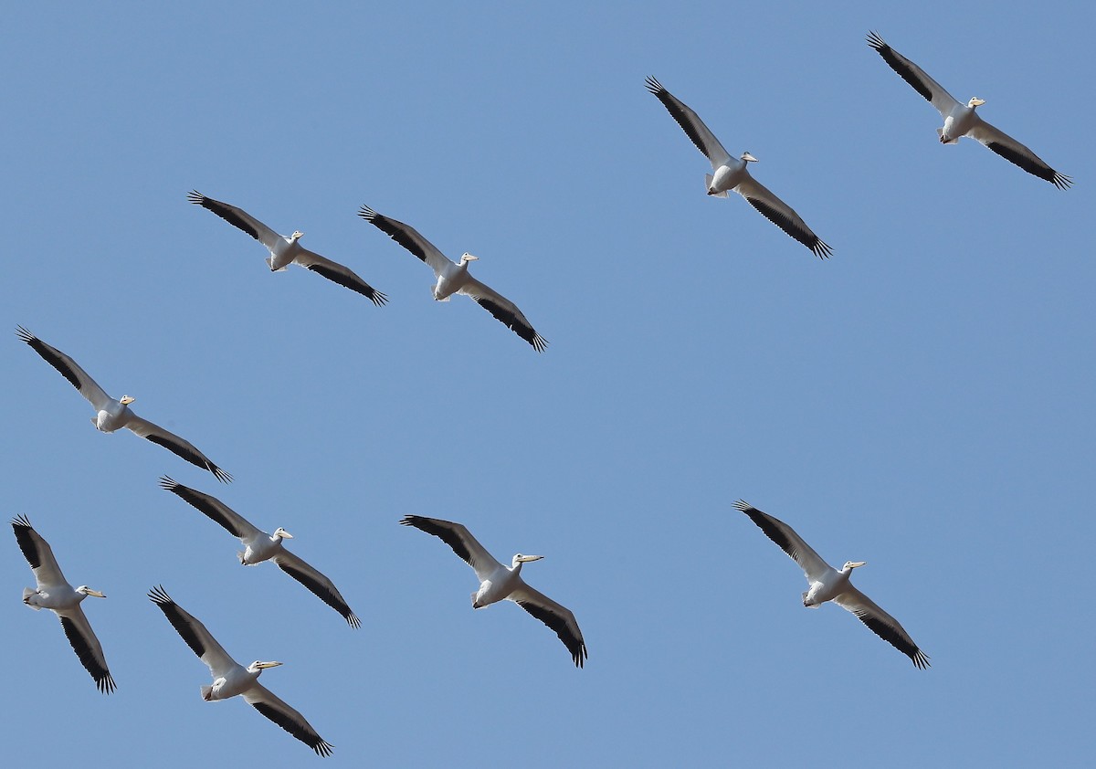 American White Pelican - ML47371961