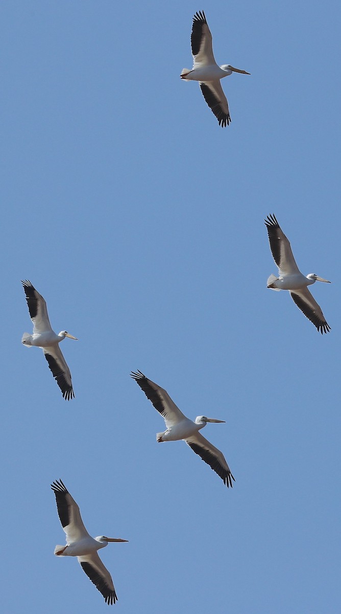 American White Pelican - ML47371971