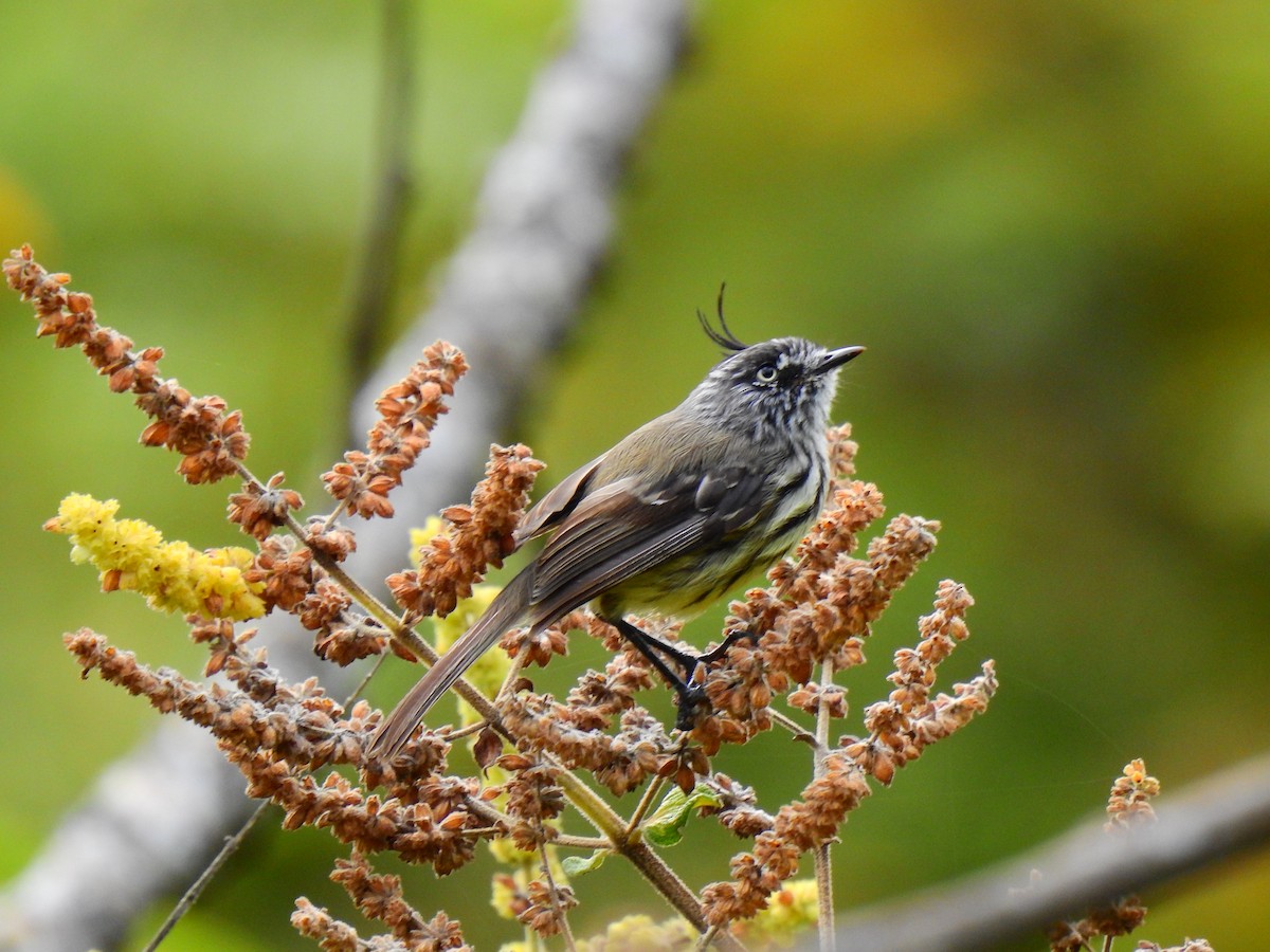 Tufted Tit-Tyrant - Edwin Munera