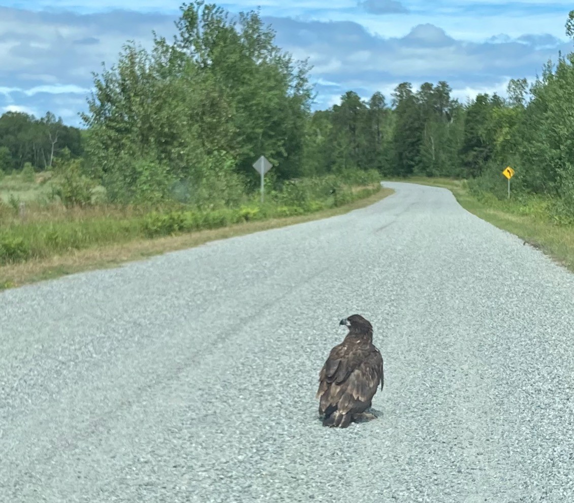 Bald Eagle - ML473720121