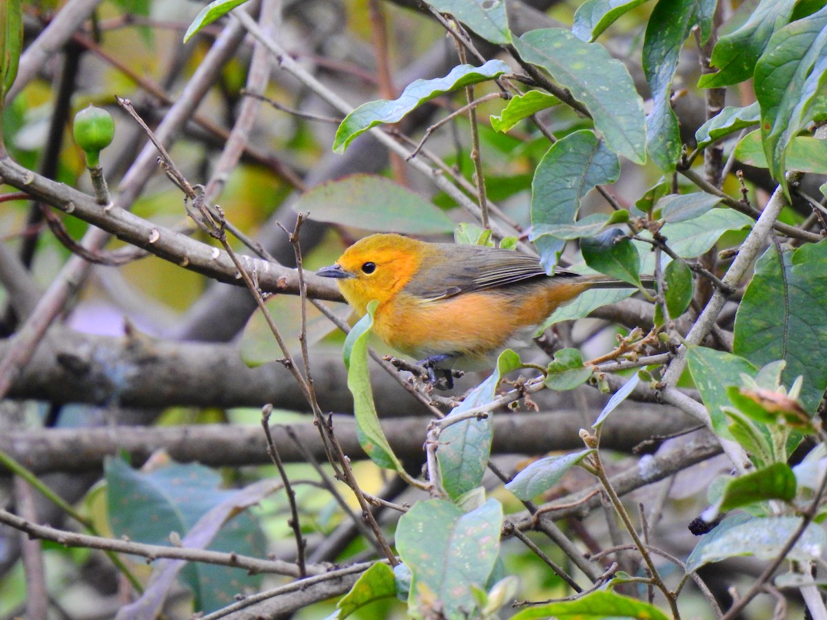 Rufous-chested Tanager - ML473720281