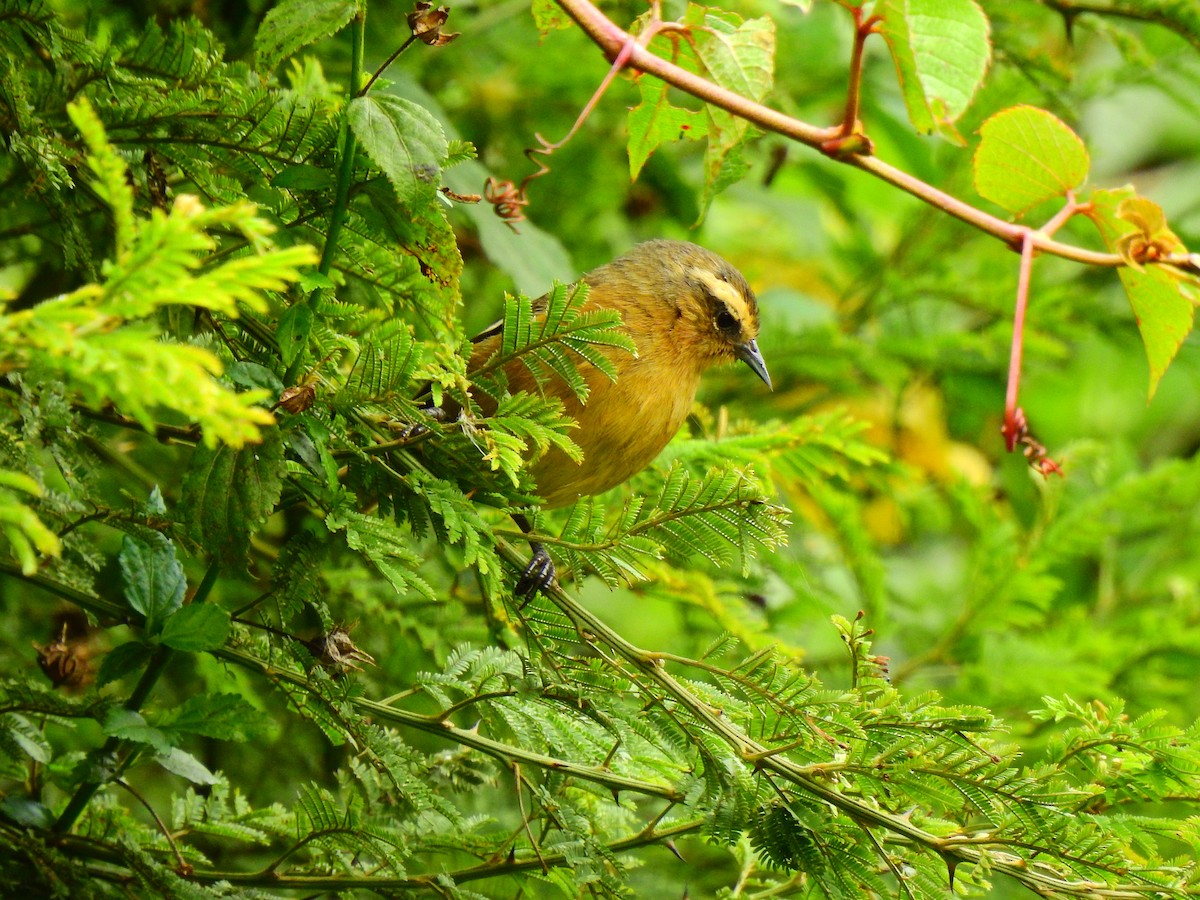 Cinereous Conebill - ML473720791