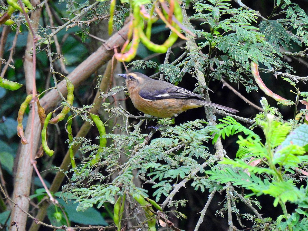 Cinereous Conebill - Edwin Munera