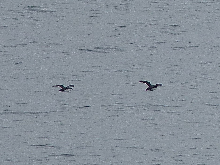 Scripps's Murrelet - ML473722711