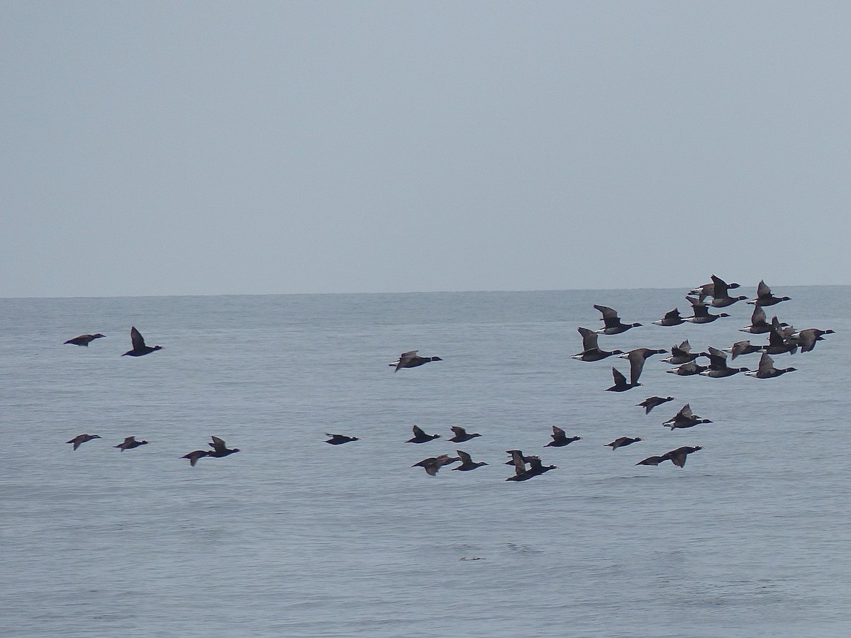 Surf Scoter - ML473722961