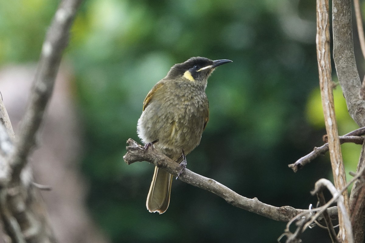 Lewin's Honeyeater - Emily Jenkins