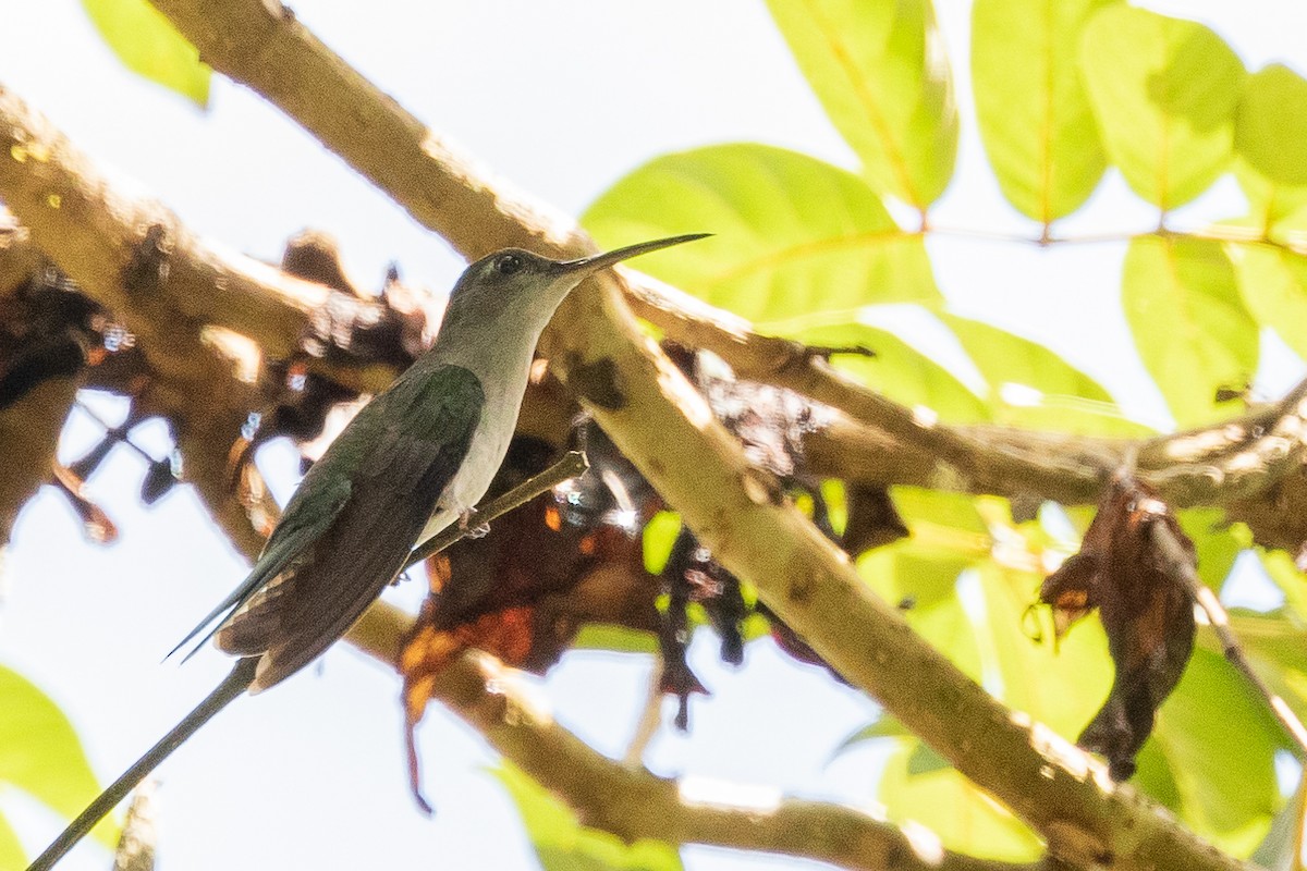 Gray-breasted Sabrewing (largipennis) - ML473723661