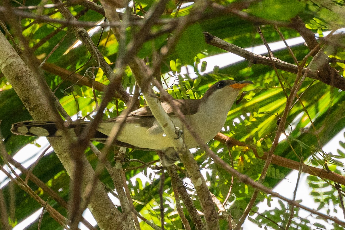 Pearly-breasted Cuckoo - ML473723831