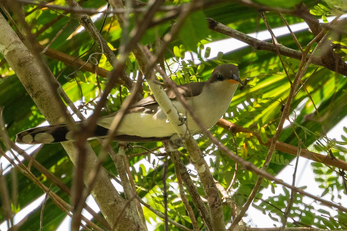 Pearly-breasted Cuckoo - Sergio Porto