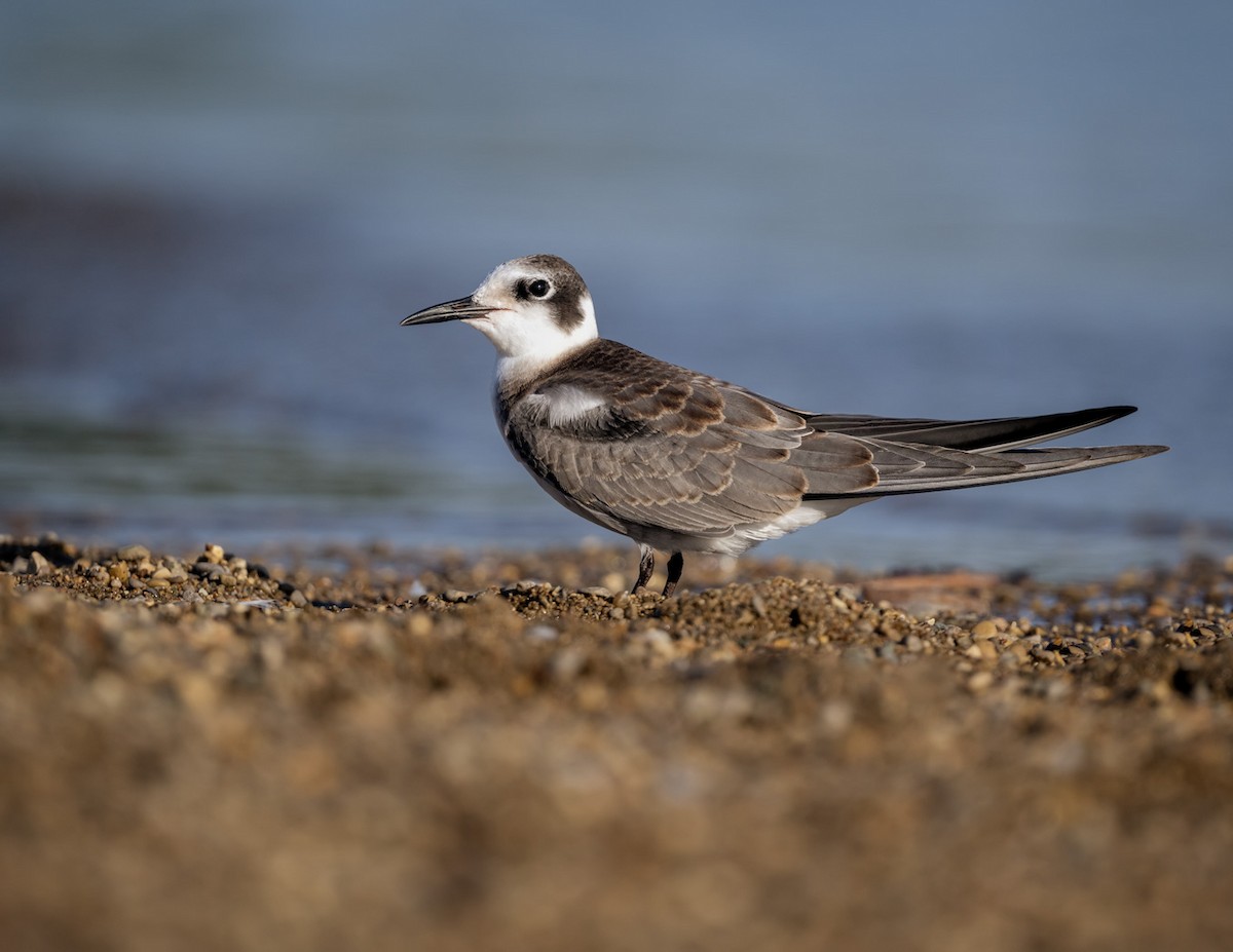 Black Tern - mark kraus