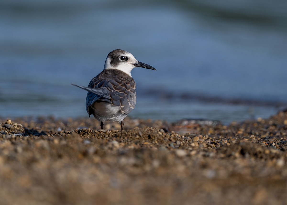 Black Tern - ML473724191