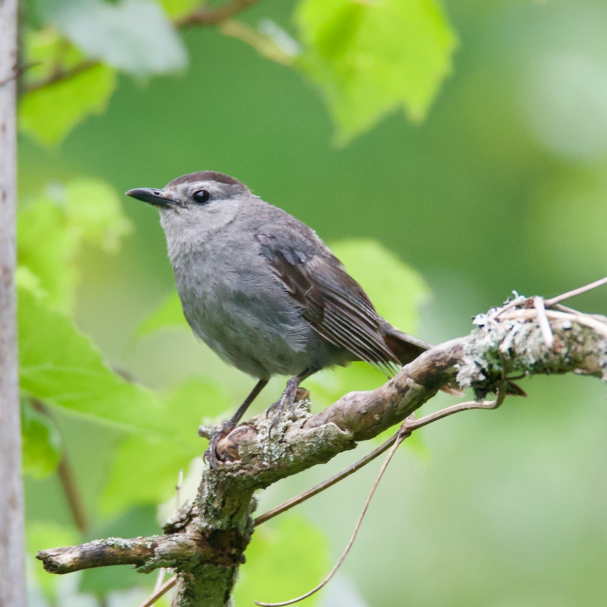 Gray Catbird - ML473725891