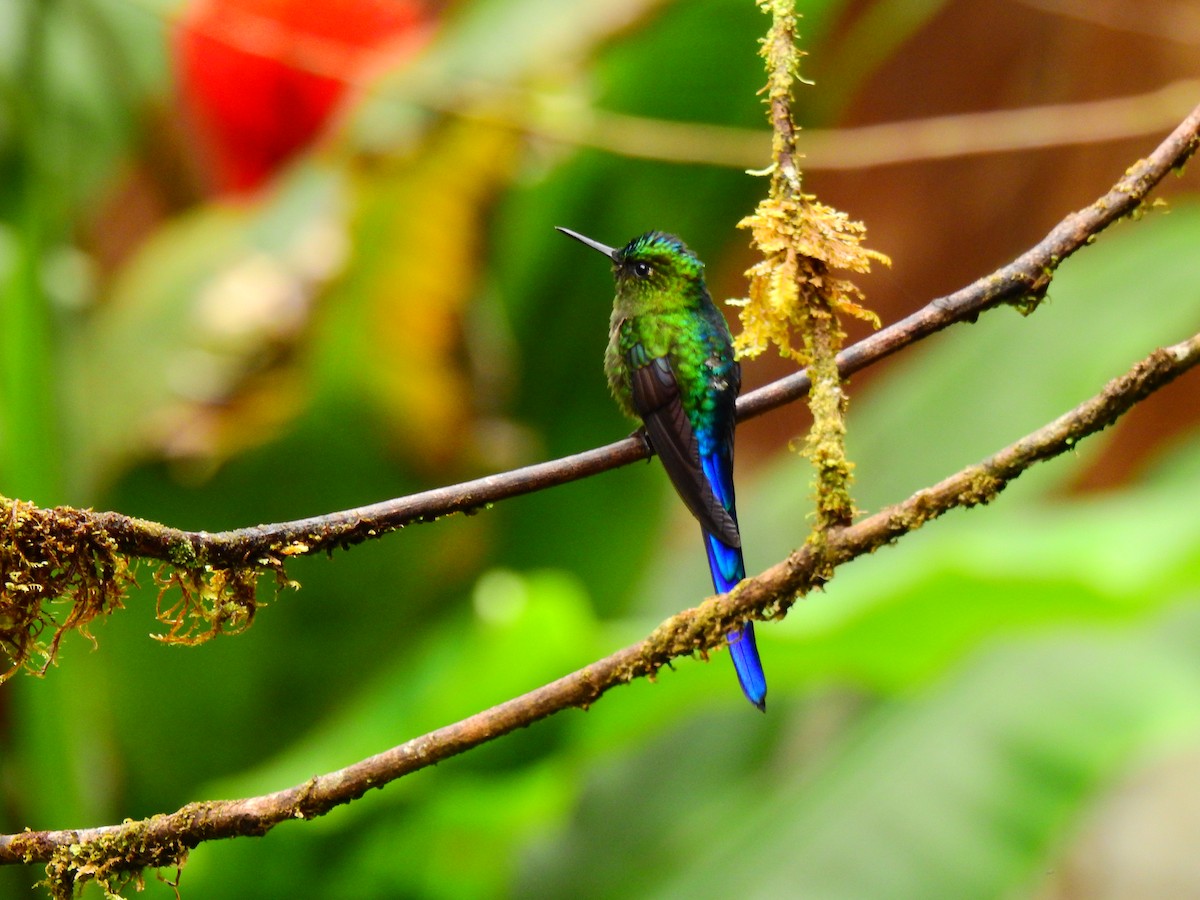 Violet-tailed Sylph - ML473725921