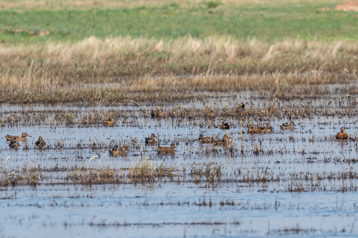 Cinnamon Teal - ML473726261