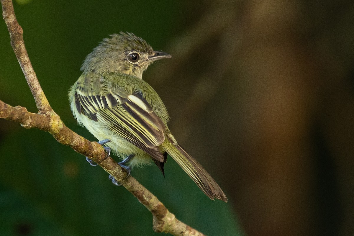 Yellow-margined Flatbill (examinatus) - ML473727701