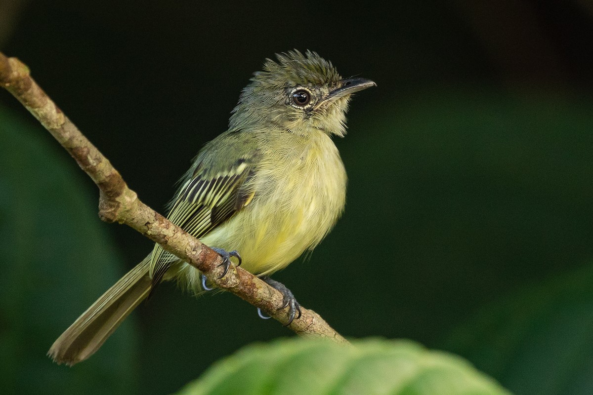 Yellow-margined Flatbill (examinatus) - ML473727721