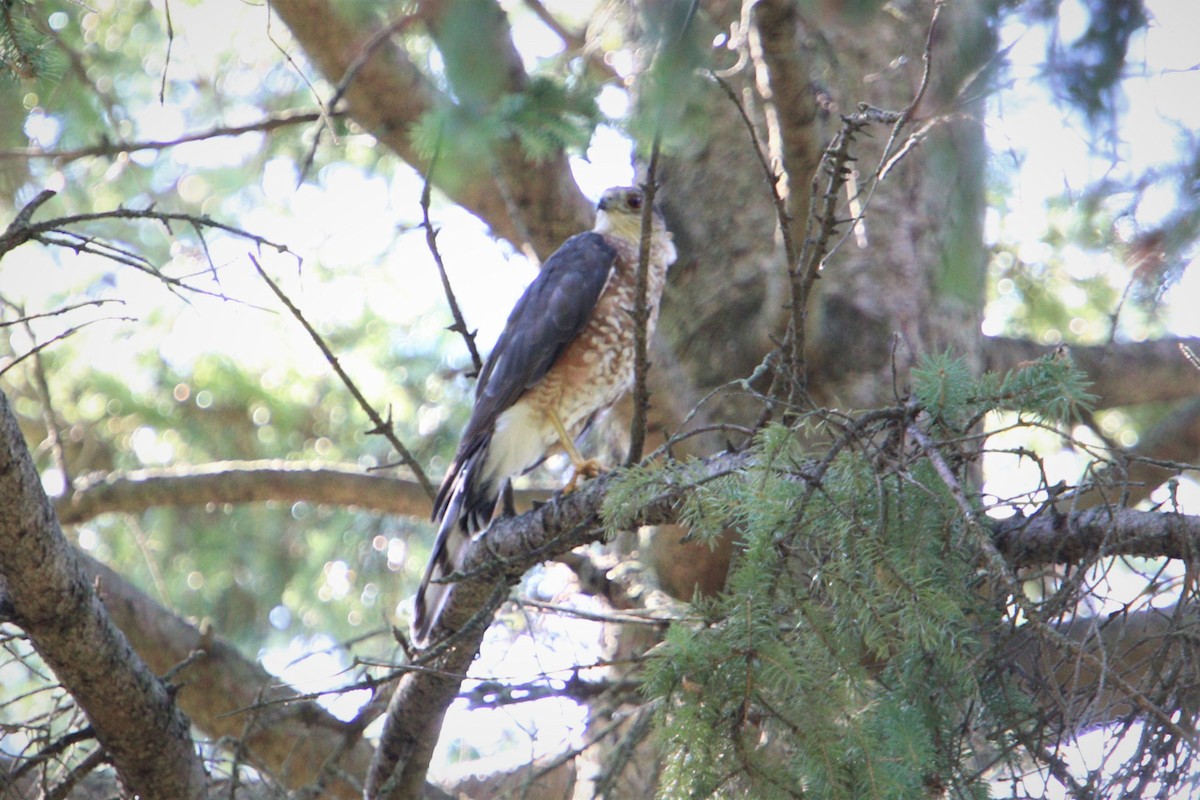 Sharp-shinned Hawk - ML473728481