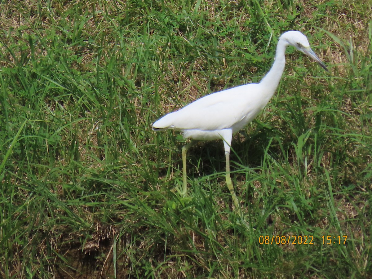 Little Blue Heron - ML473728741