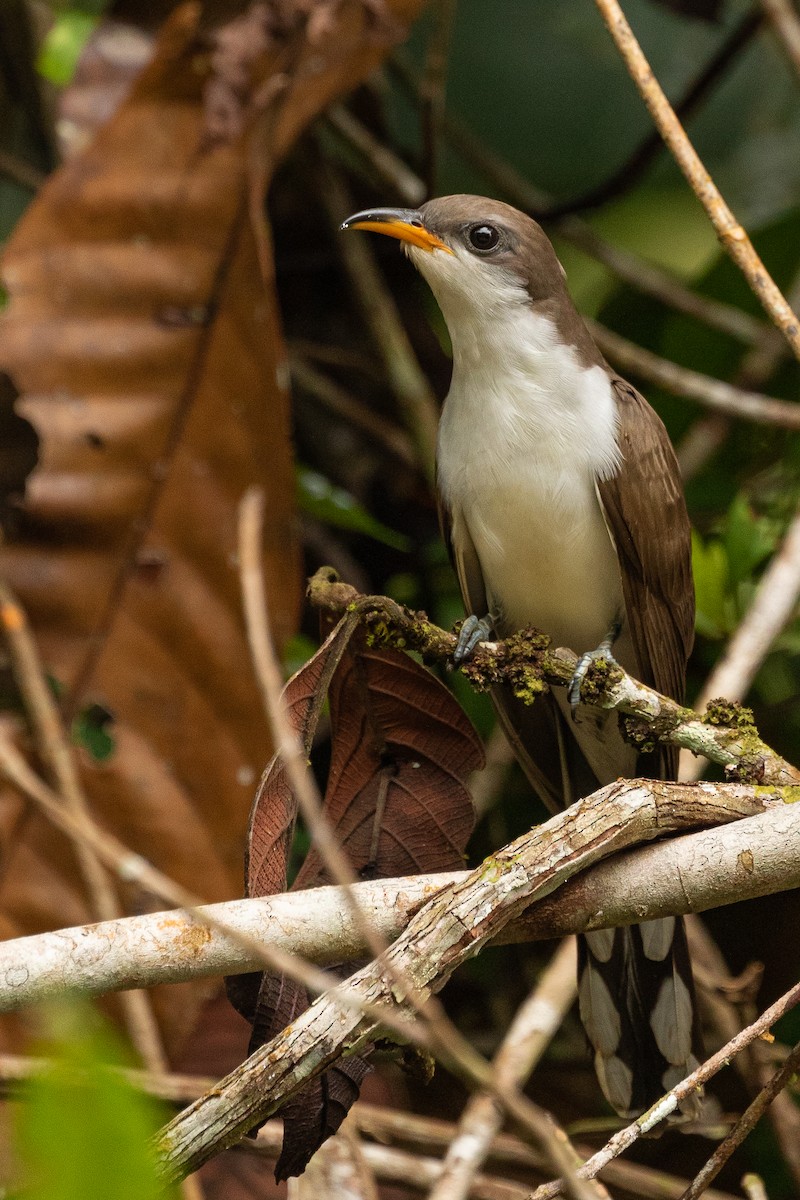 Pearly-breasted Cuckoo - ML473729091